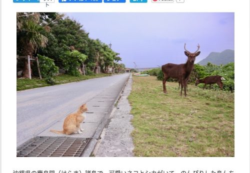 【阿嘉島・後編】デジカメWatch掲載「カメラ旅女の全国ネコ島めぐり」公開しました